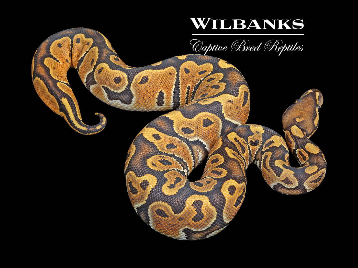 Orange Crush Ball Python ♀ '23
