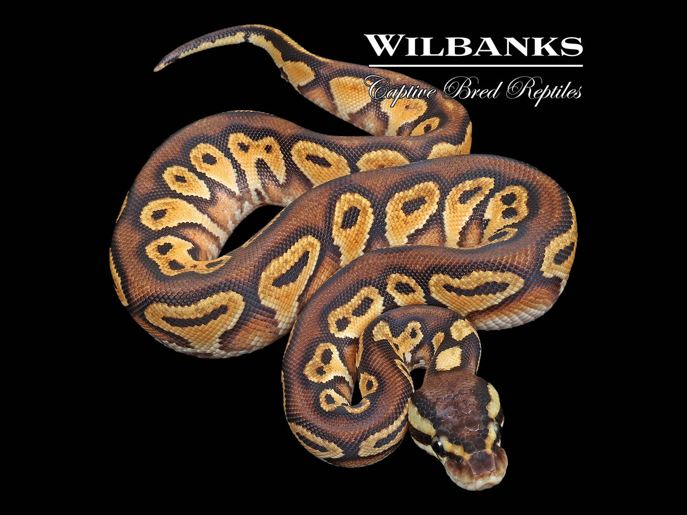 Blackhead Pastel 100% Het. Clown Ball Python ♀'23