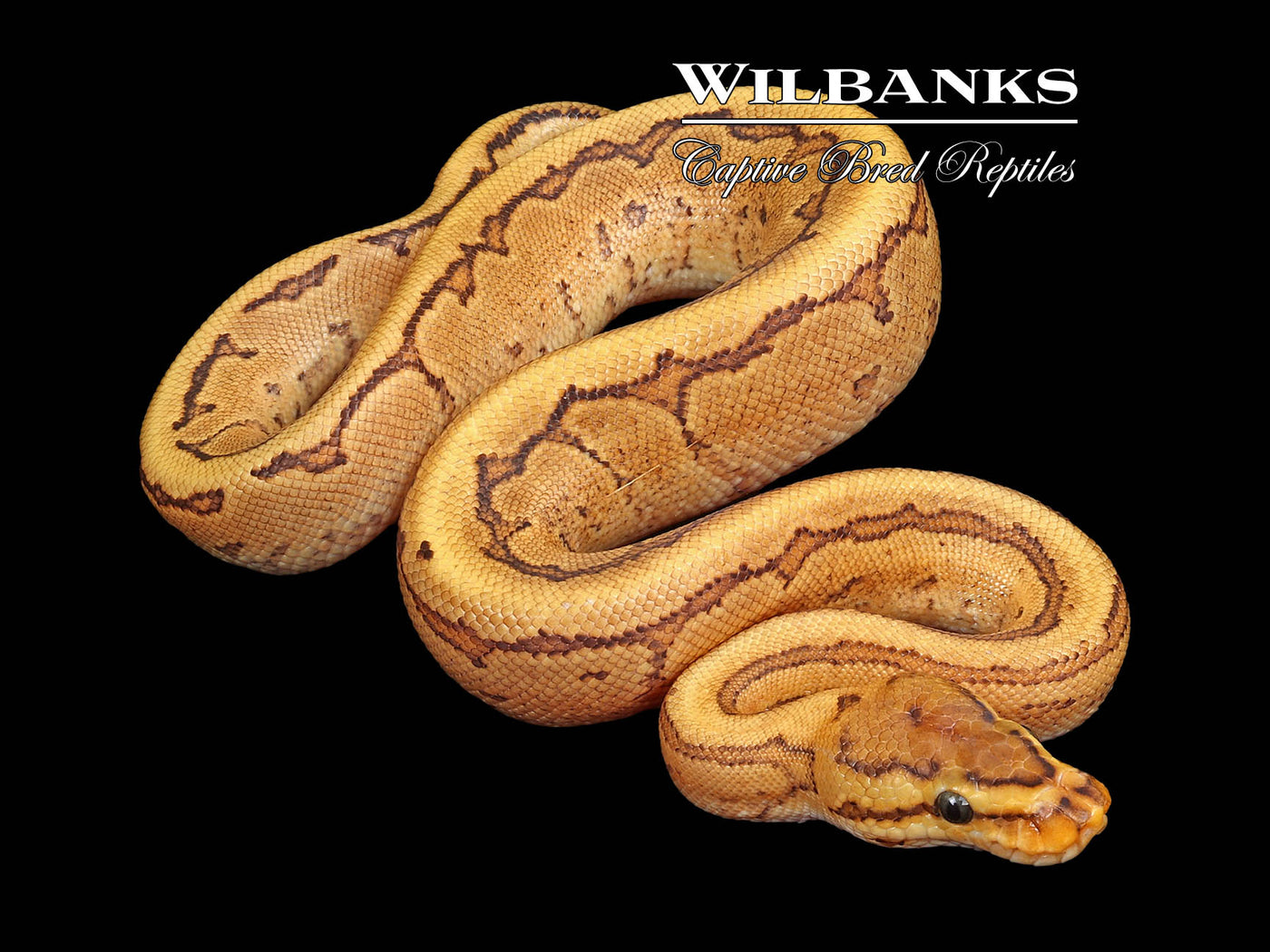 Red Stripe Pinstripe Fire 100% Het. Clown Ball Python ♂ '23