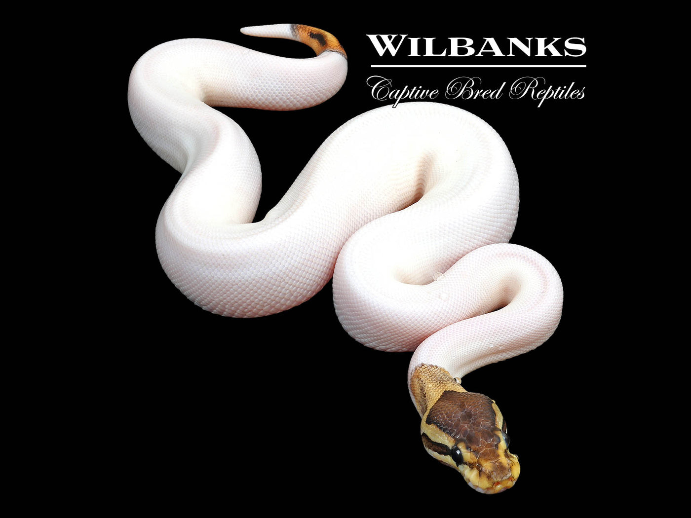 Cinnamon Pied Ball Python♀ '23