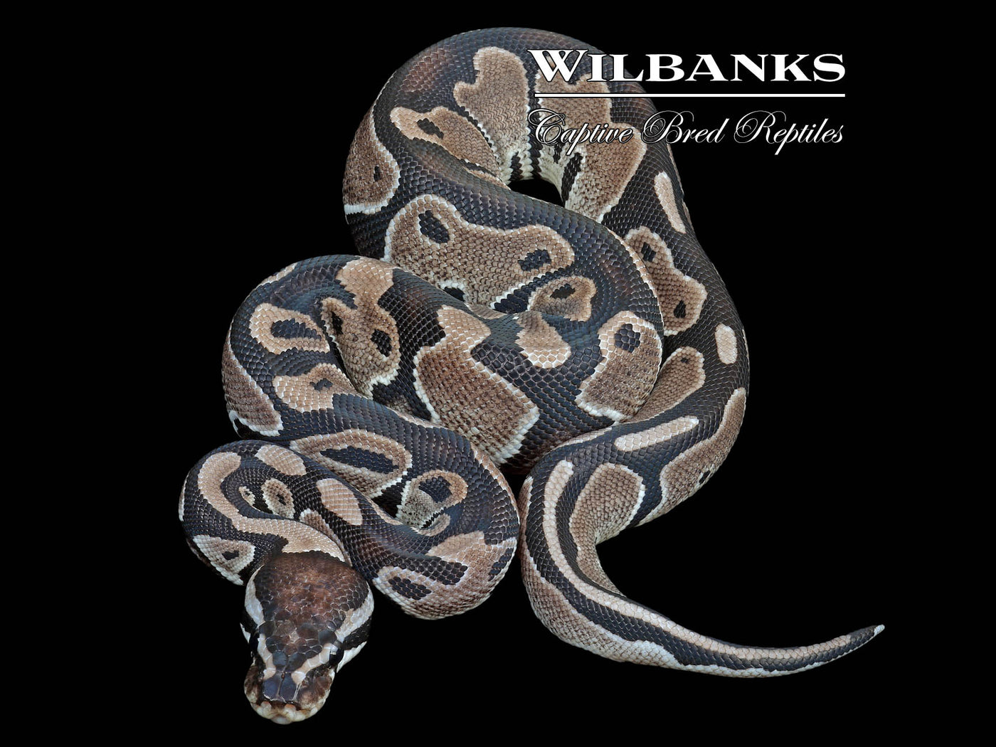 Axanthic (VPI) Ball Python ♀ '23