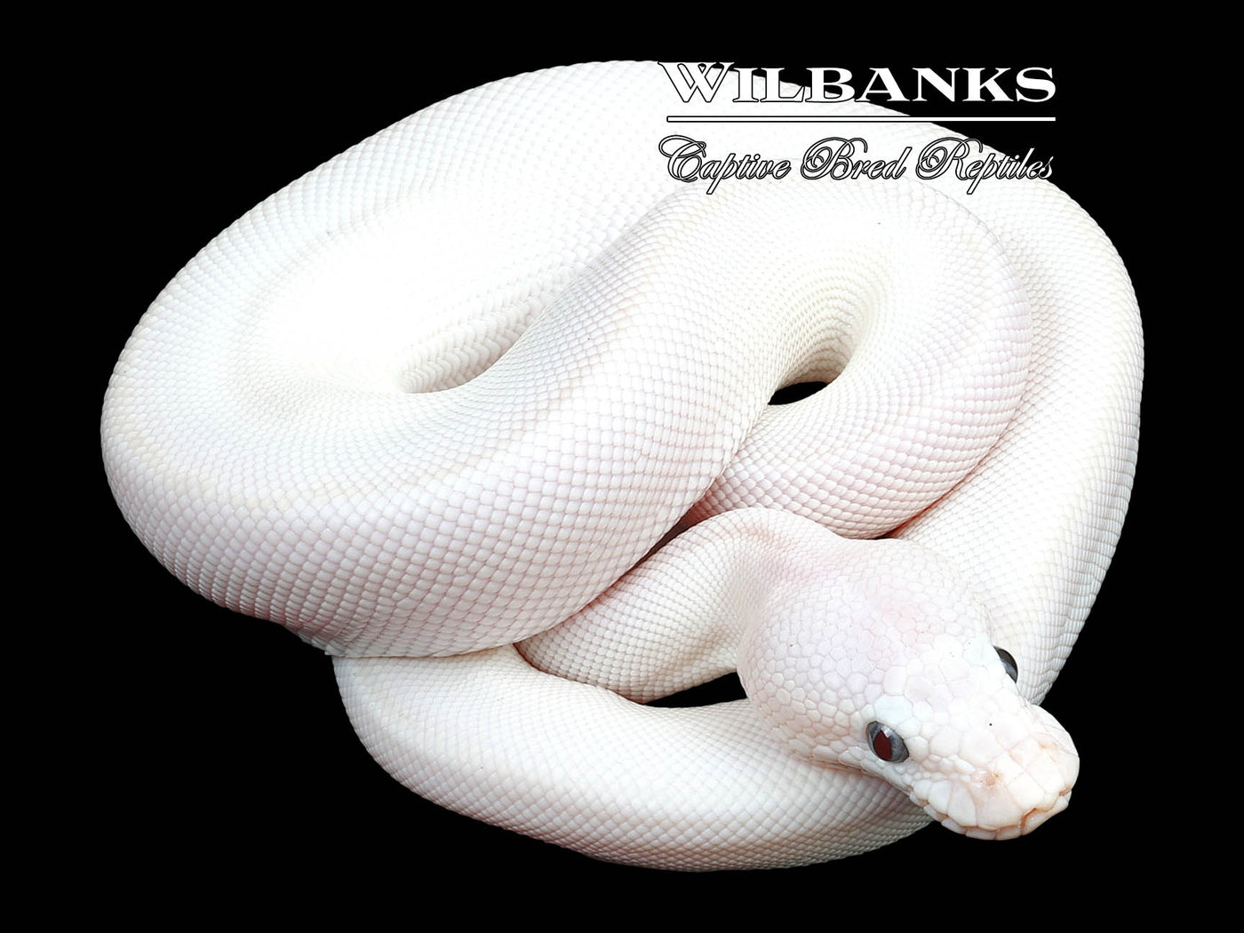 Blue Eyed Lucy (Butter Mojave) Ball Python ♂ '23
