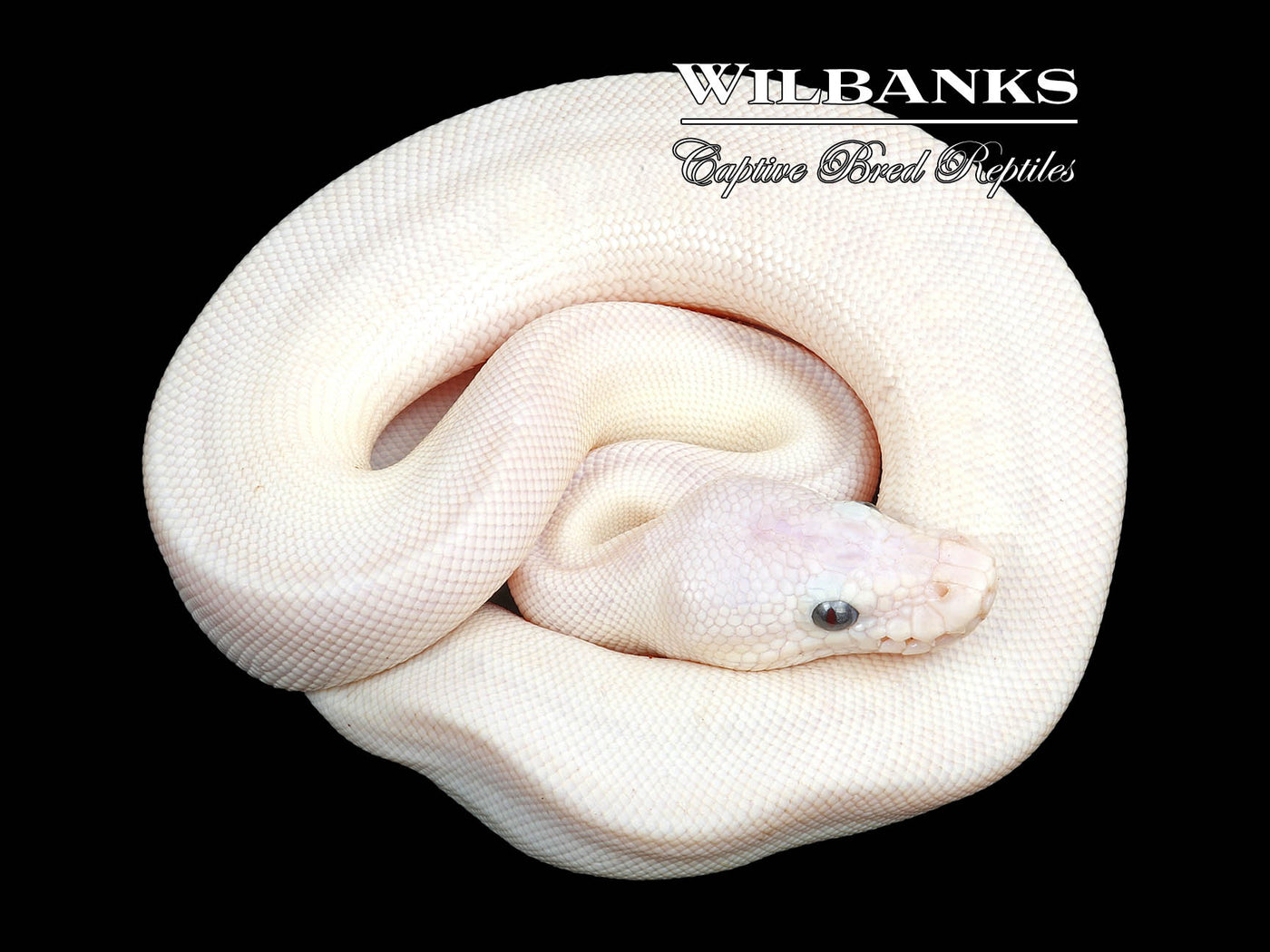 Blue Eyed Leucistic (Lucy) (Bamboo Butter) Ball Python ♂ '23