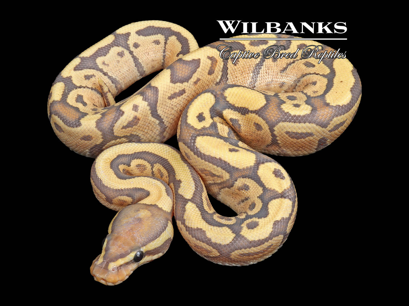 Fire Ghost Ball Python ♀ '23
