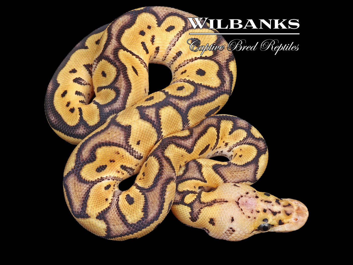 GHI Pastel Clown Ball Python ♂ '23