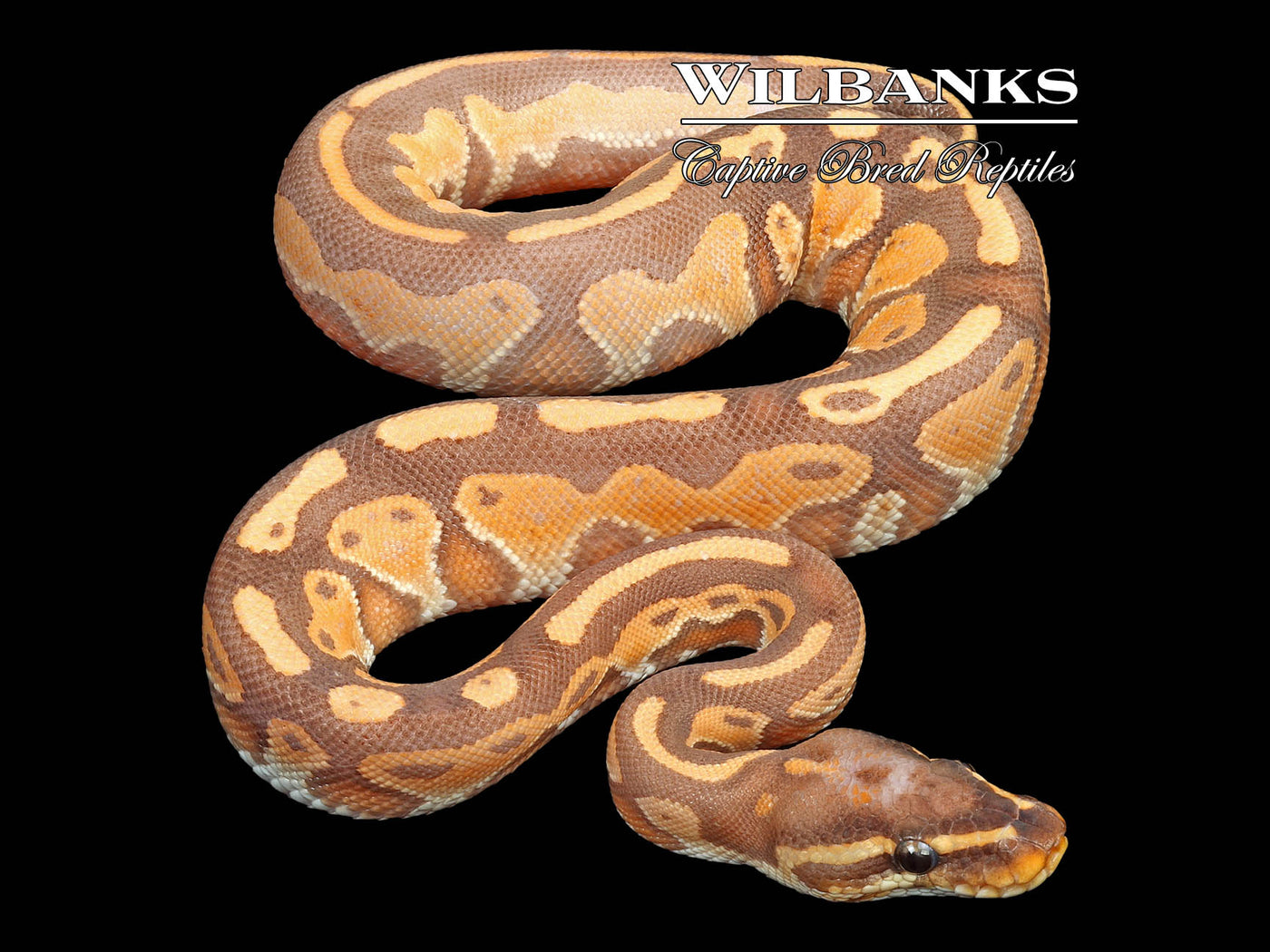 Special Banana Blackhead Enchi Ball Python ♂ '23