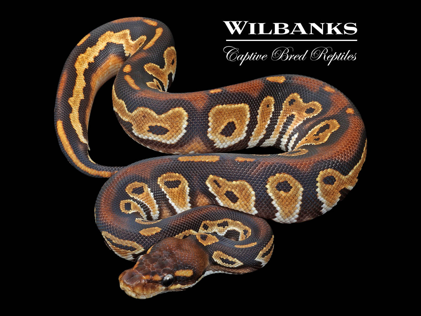 Blackhead 100% DH Lavender Pied Ball Python ♀ '23