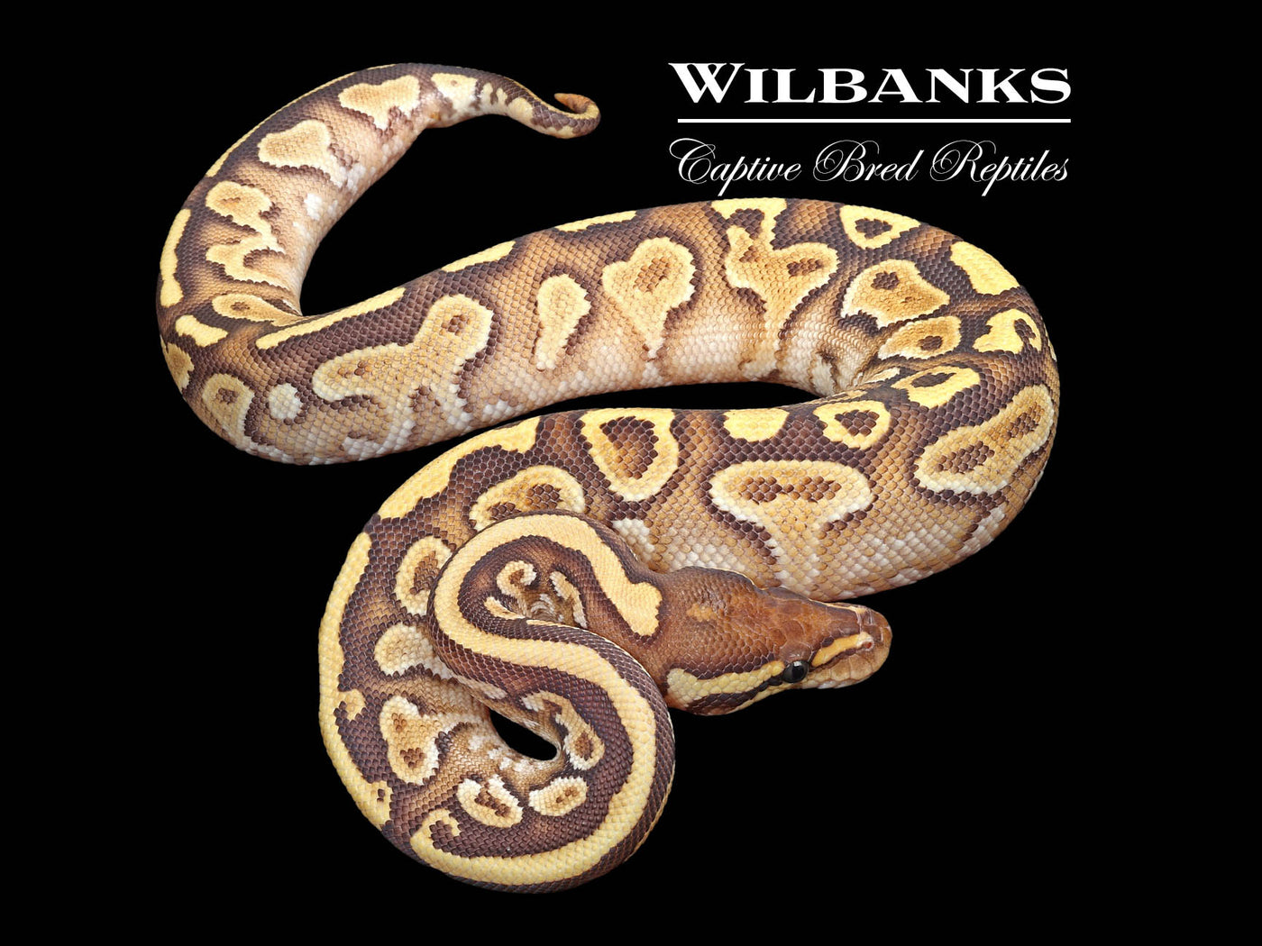Butter Yellow Belly Ball Python ♀ '23