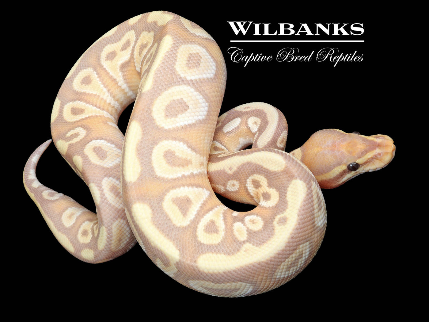 Banana Mojave 100% Het. Clown Ball Python ♂ '23