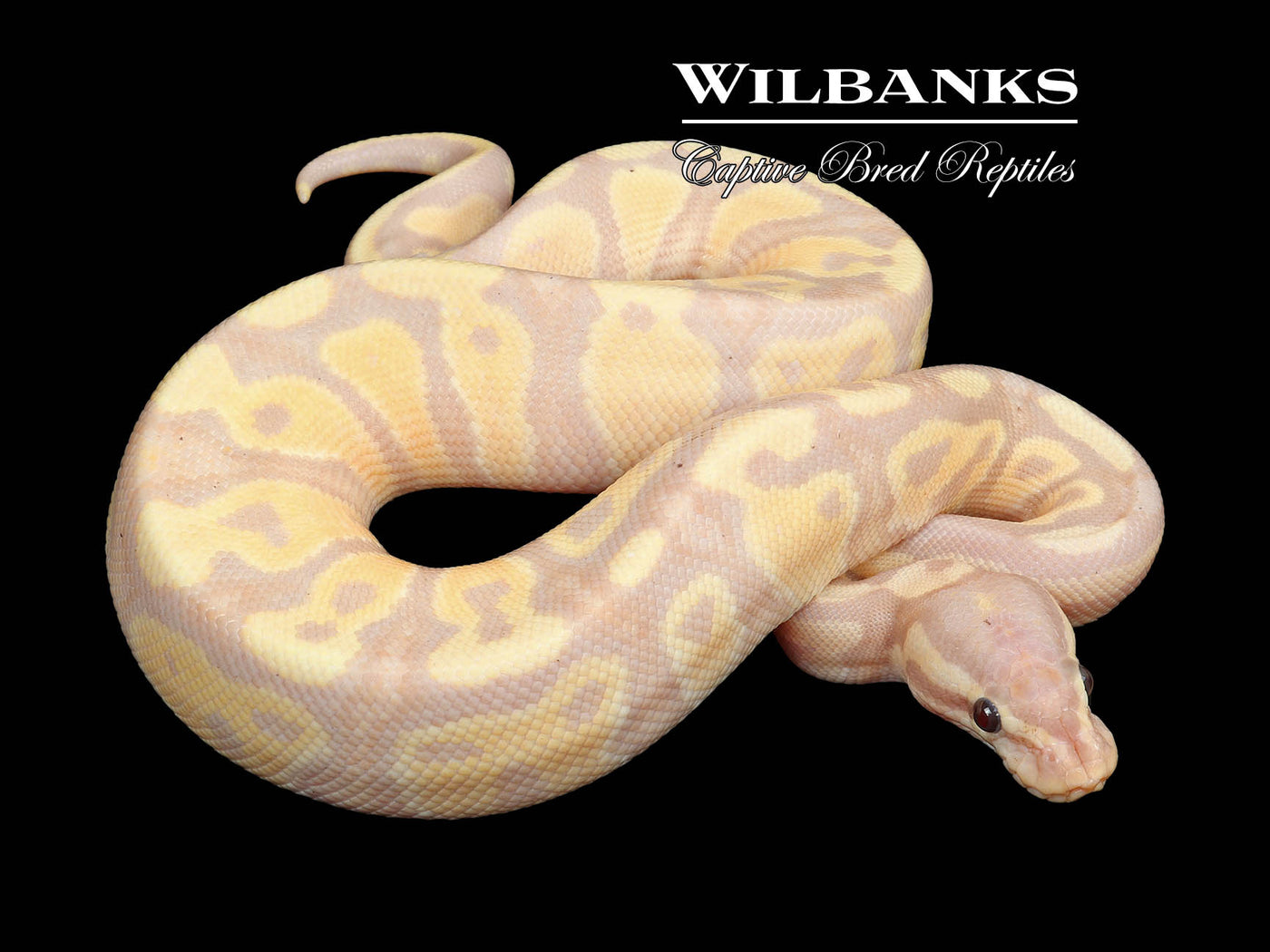 Banana Fire 100% Het. Clown Ball Python ♂ '23