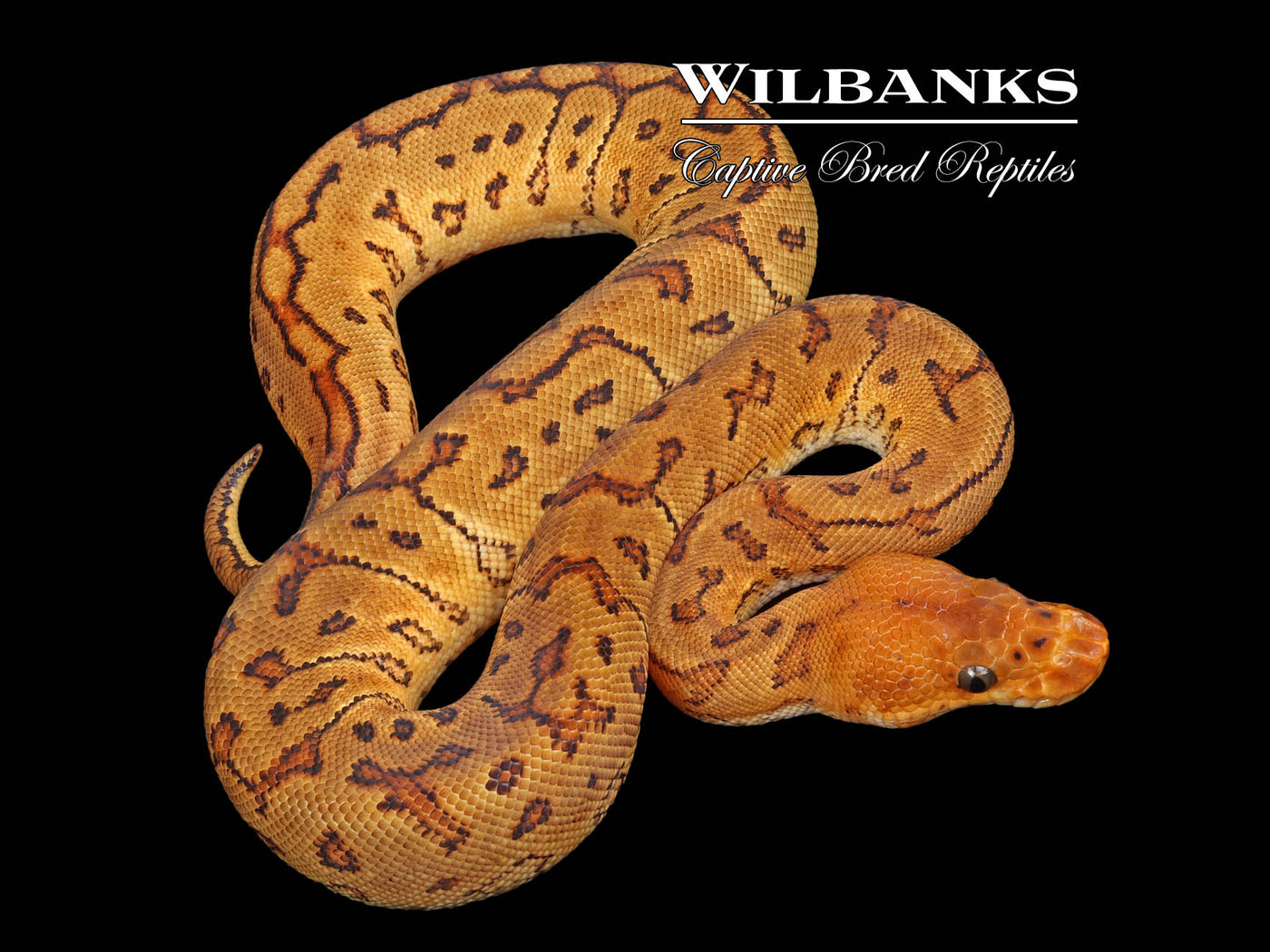 Pinstripe Yellow Belly Clown Ball Python ♀ '23