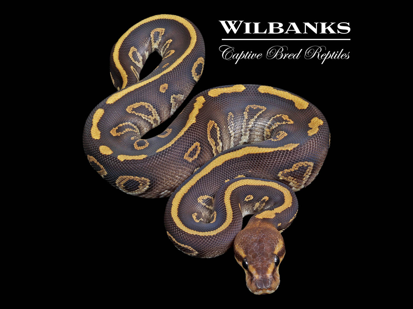 Chocolate Sable Mojave Ball Python ♀ '23