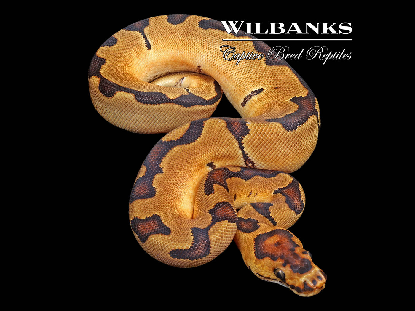Enchi Clown Ball Python ♀ '23