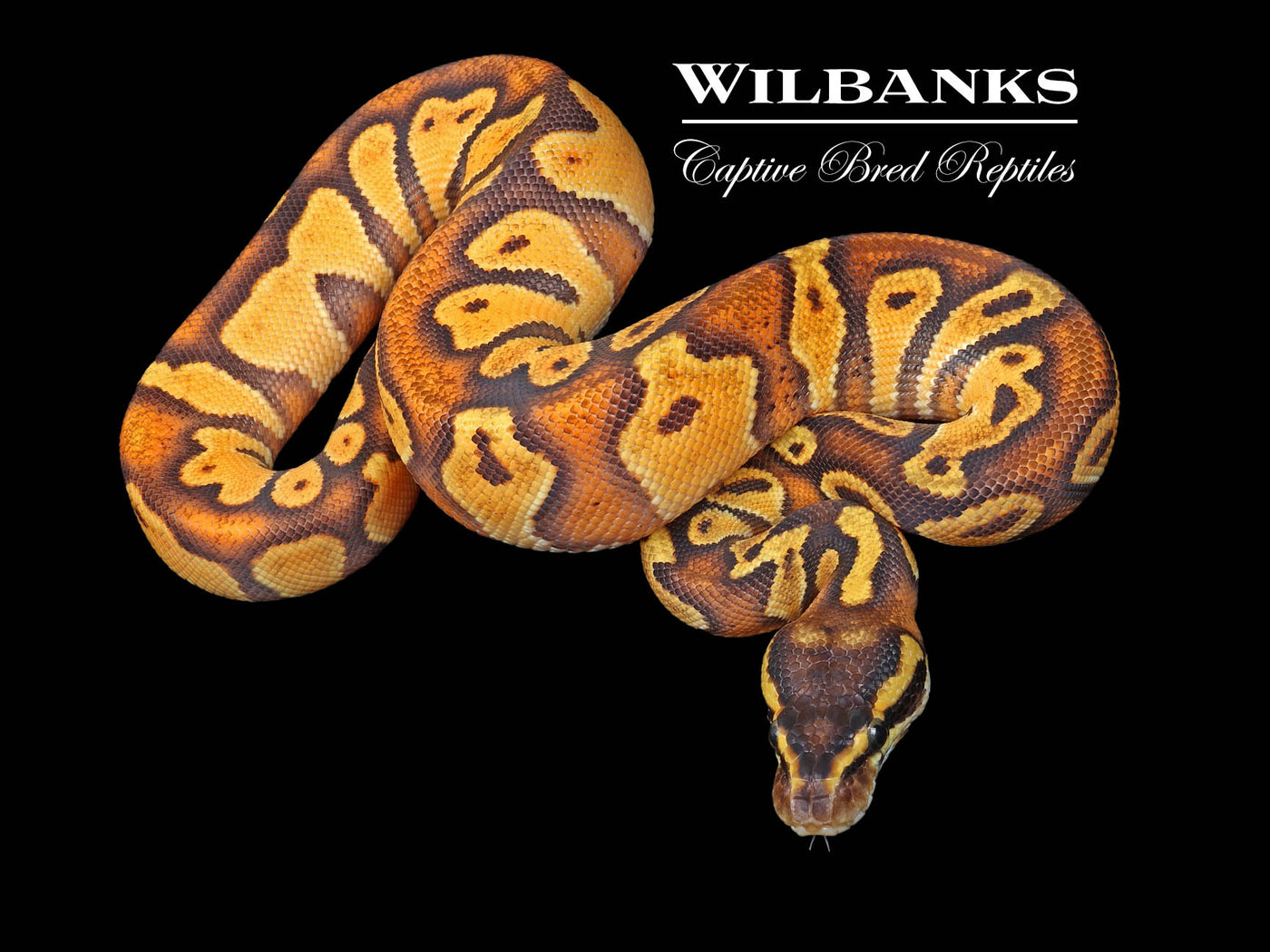 Blackhead Pastel Super Enchi Ball Python ♂ '23