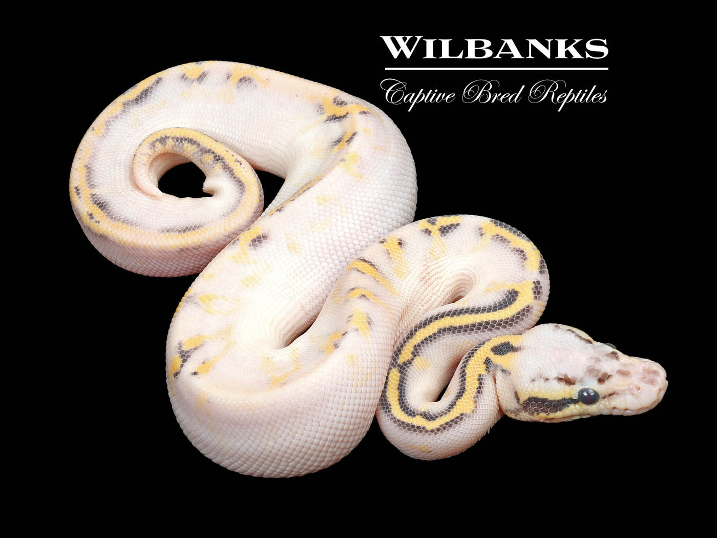 Super Pastel Freeway Ball Python ♂ '23