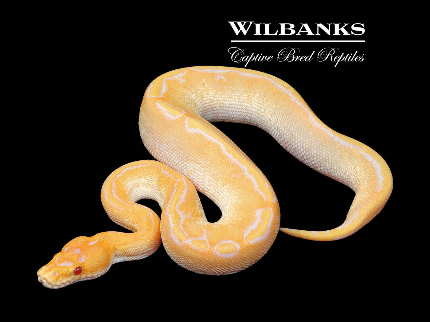 Lavender Albino Champagne 50% PH Axanthic (VPI) Ball Python ♀ '23