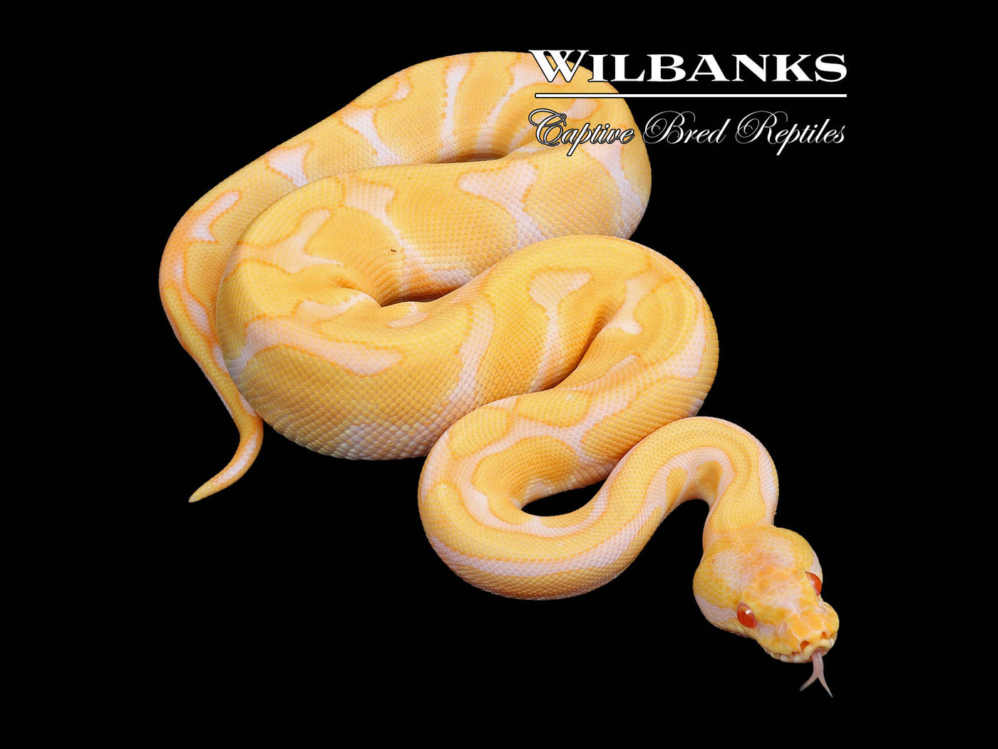 Albino Enchi Ball Python ♀ '23