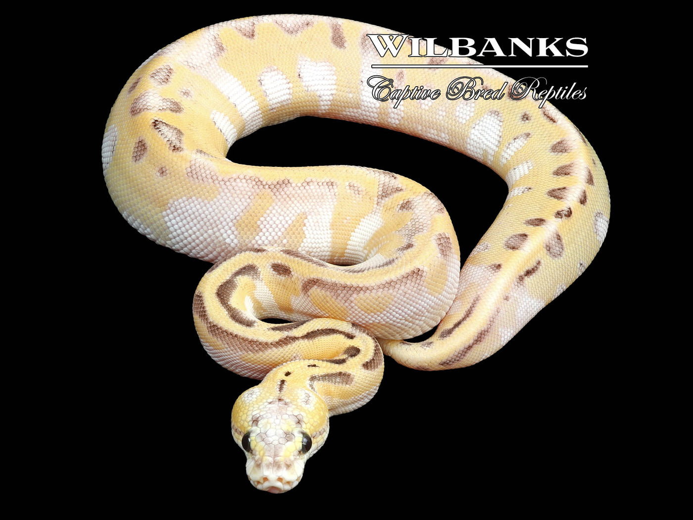 Fire Pastel Super Enchi Leopard Ball Python ♀ '23