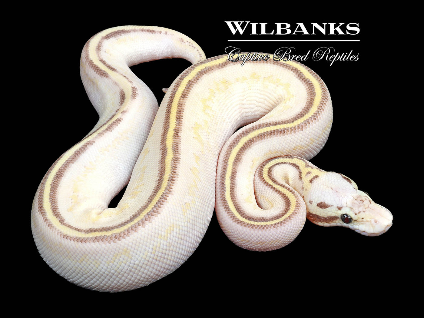 ButterFly Freeway Ball Python ♀ '23