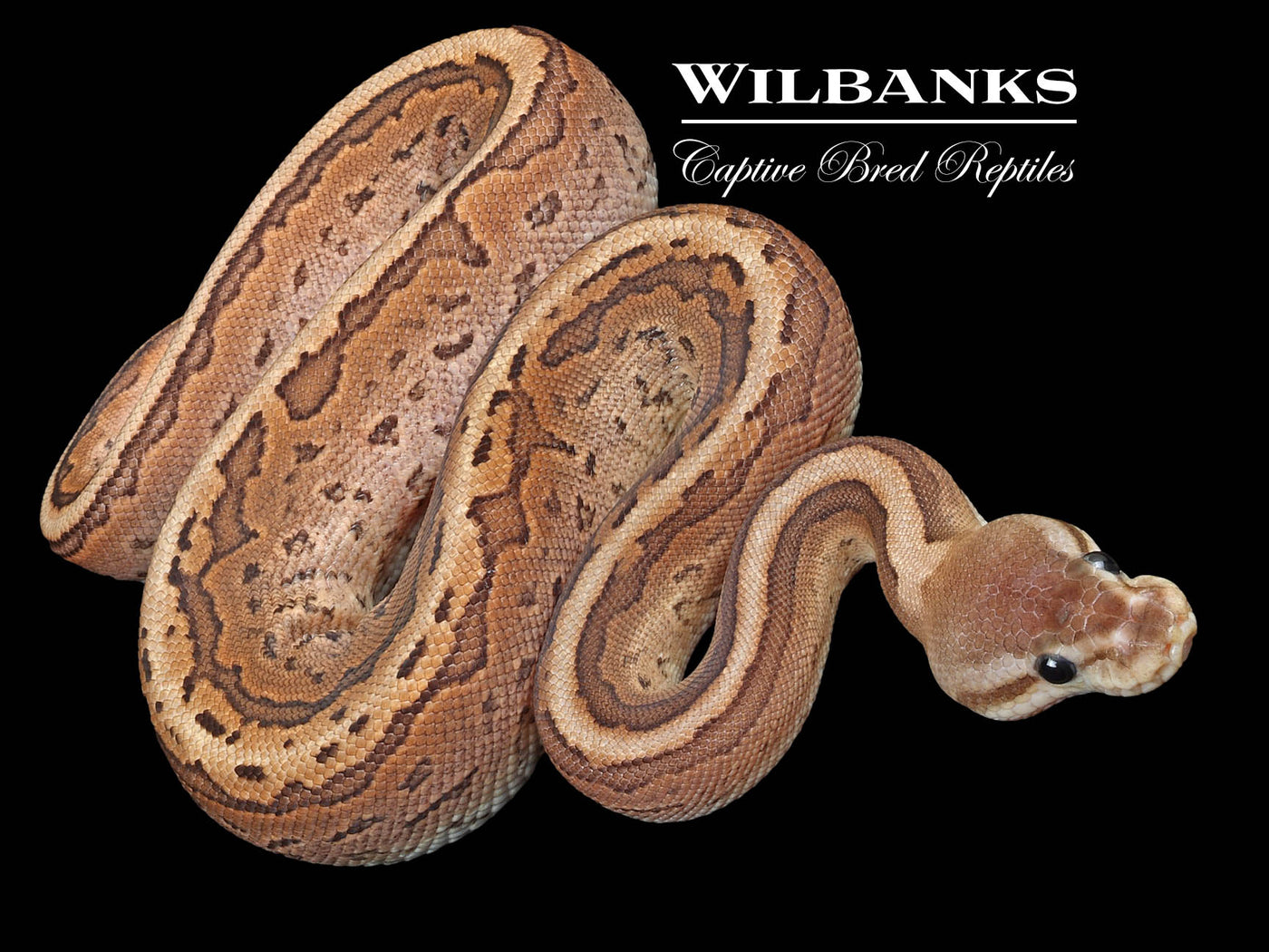 Fire Cinnamon Pinstripe Ball Python ♀ '23