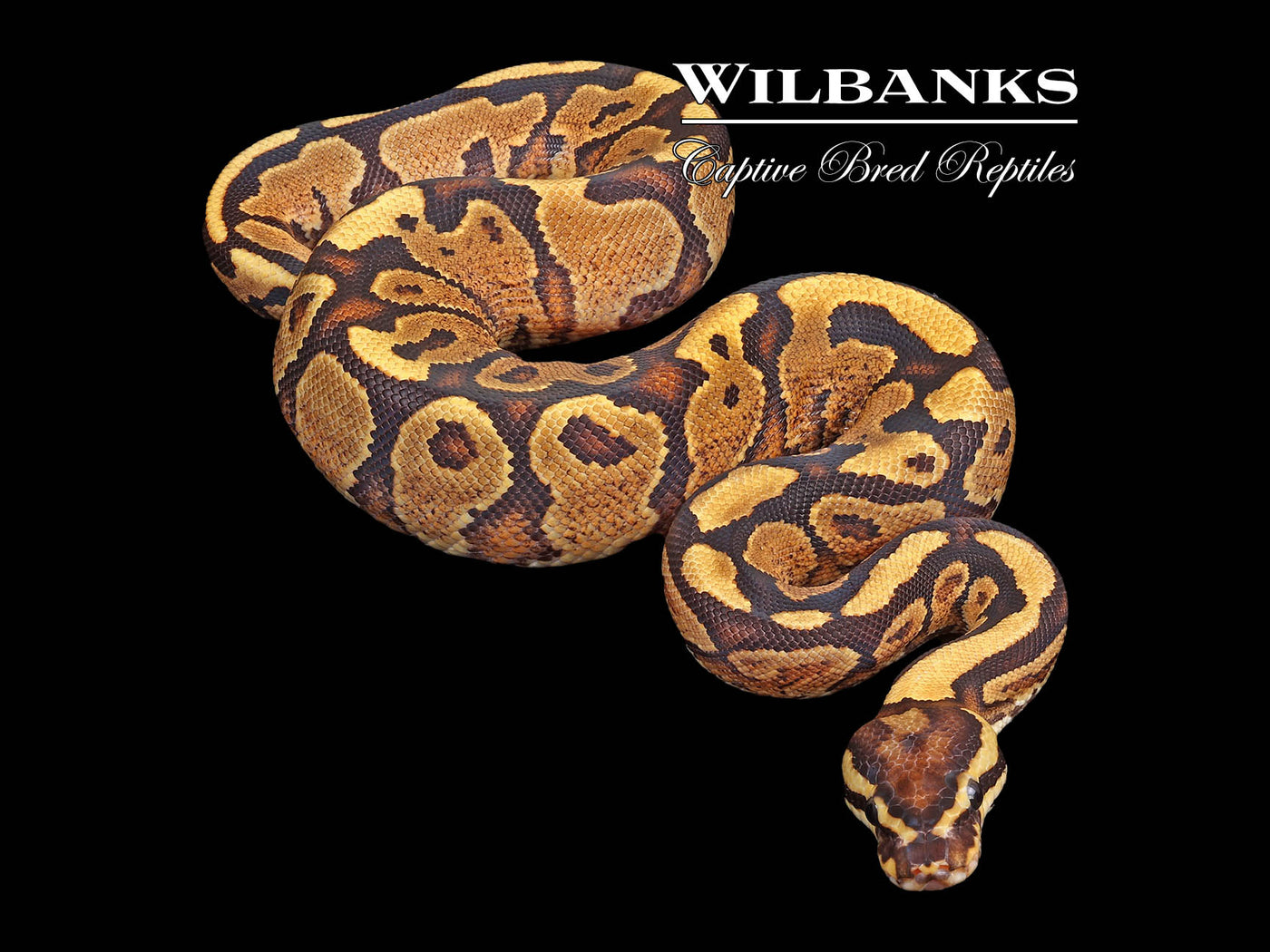 Fire Yellow Belly or Asphalt Ball Python ♀ '23