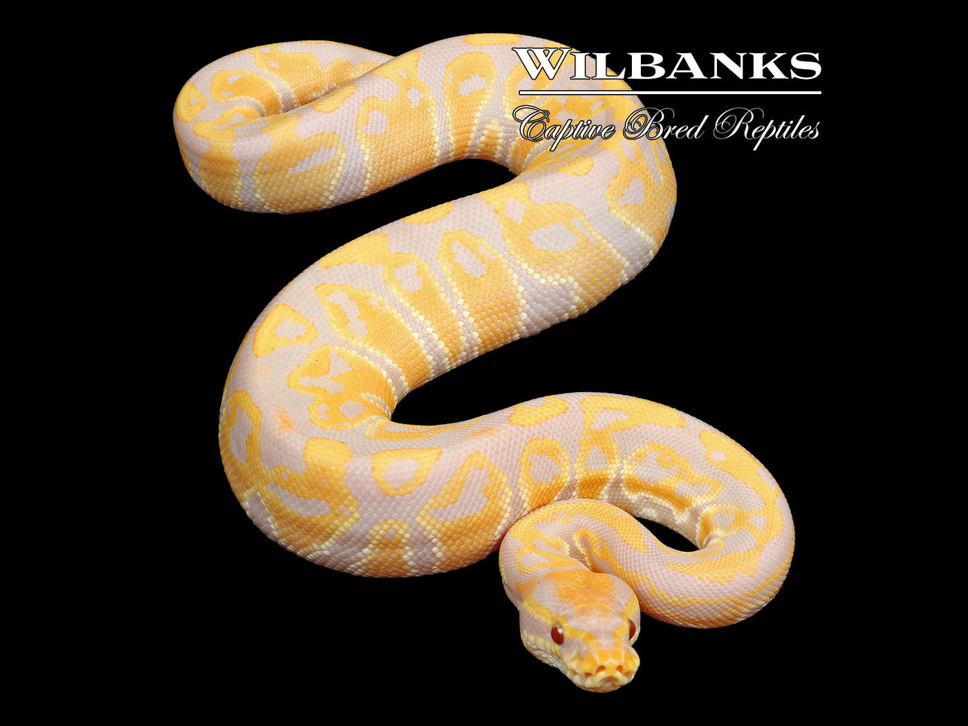 Candy Ball Python ♀ '23