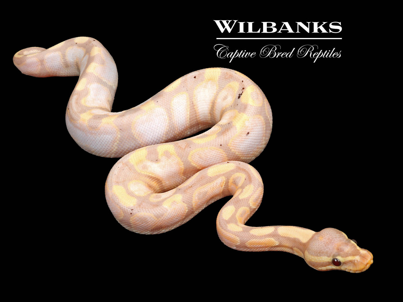 Banana Sugar Ball Python ♀ '23