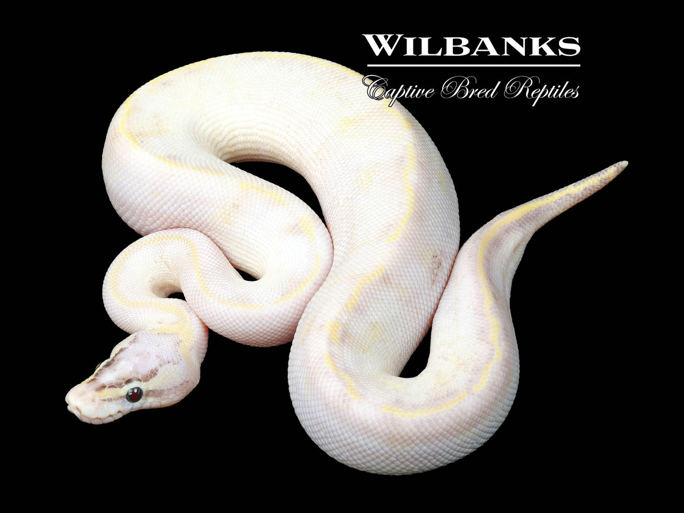 Pastel Ivory Ball Python ♂ '23
