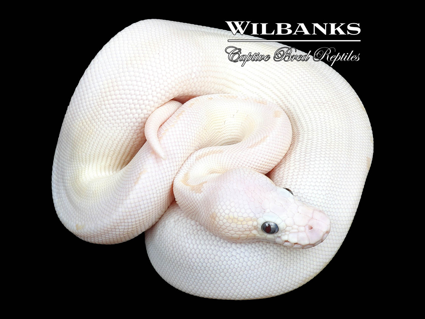 Blue Eyed Leucistic (Lucy) (Special Russo) Ball Python ♀ '23