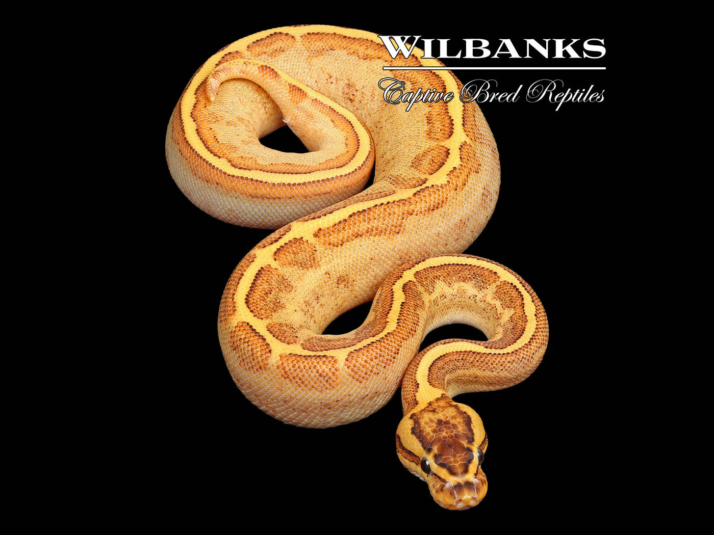 Enchi Spotnose Pin Freeway Ball Python ♂ '23
