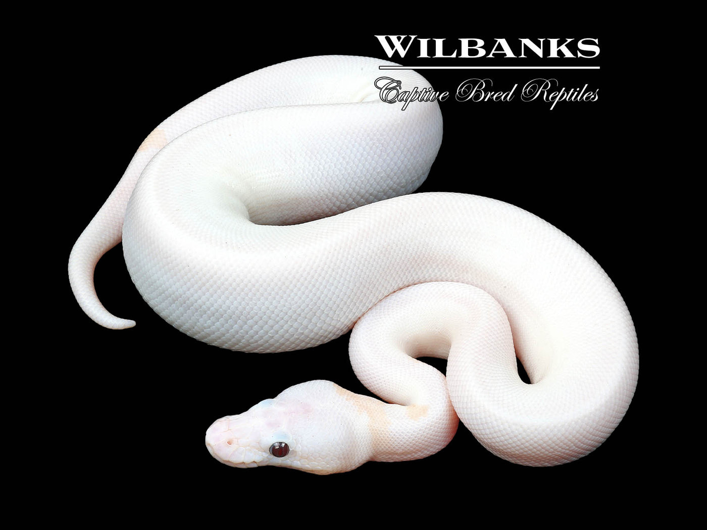 Banana Super Fire Ball Python ♂ '23