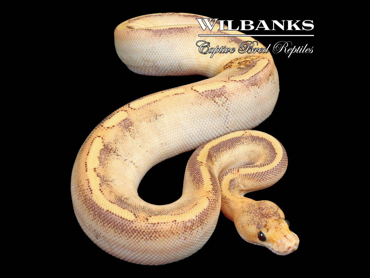 Fire Champagne Ball Python ♀ '23