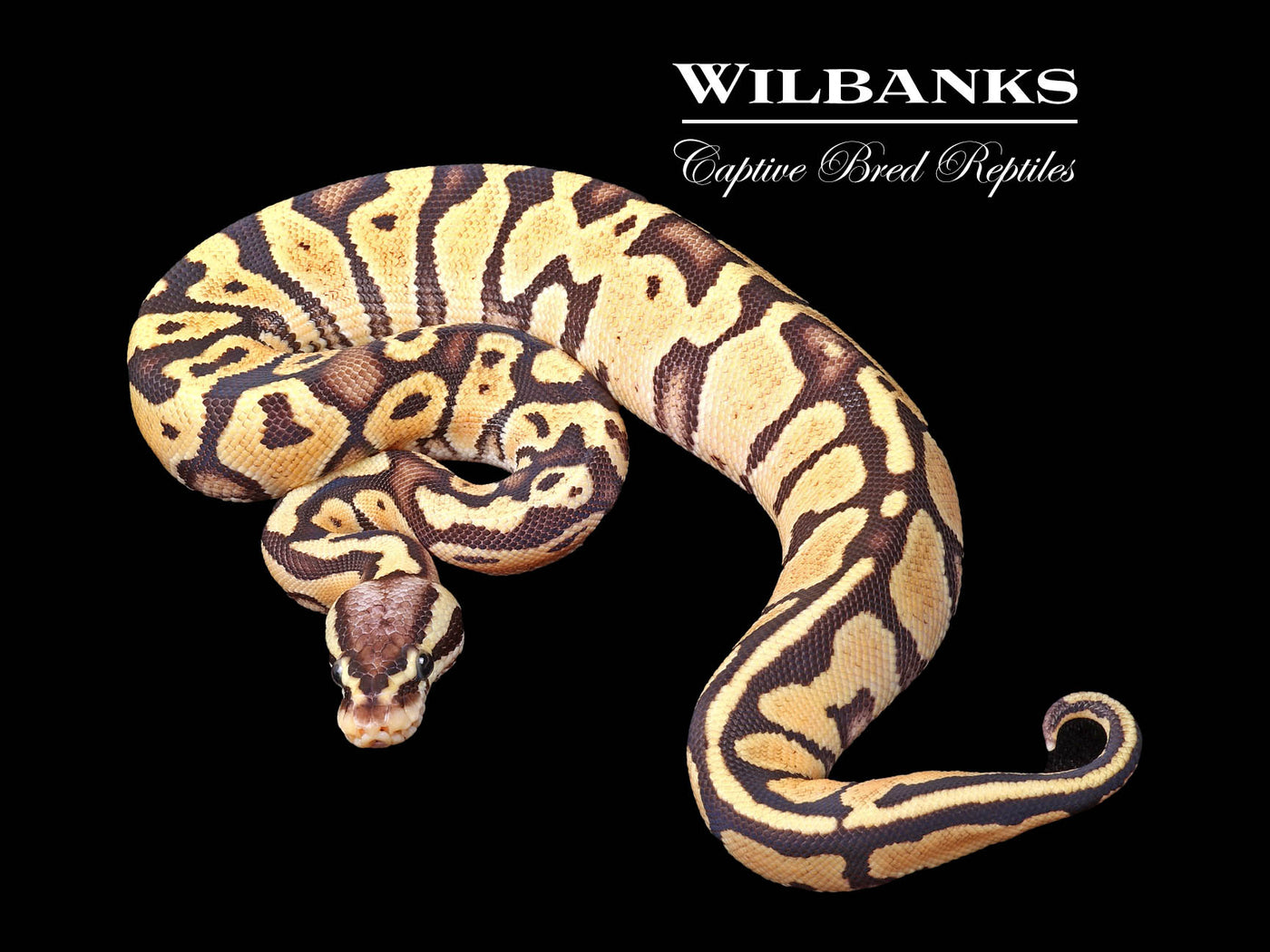 FireFly Ball Python ♀ '23