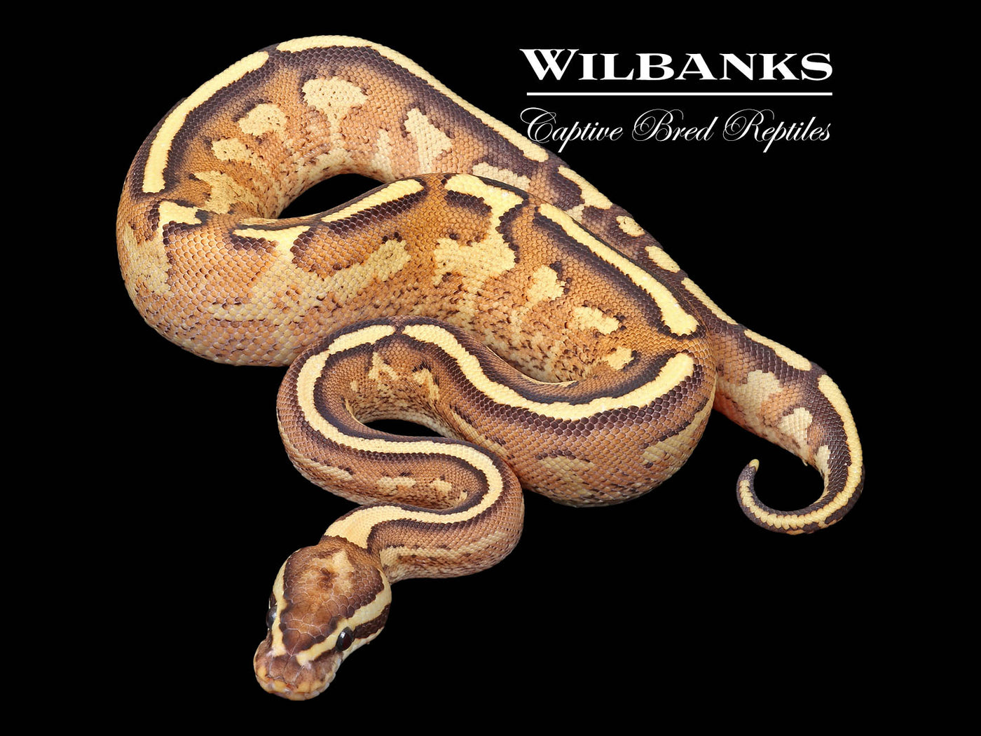 Asphalt Spark Ball Python ♂ '23