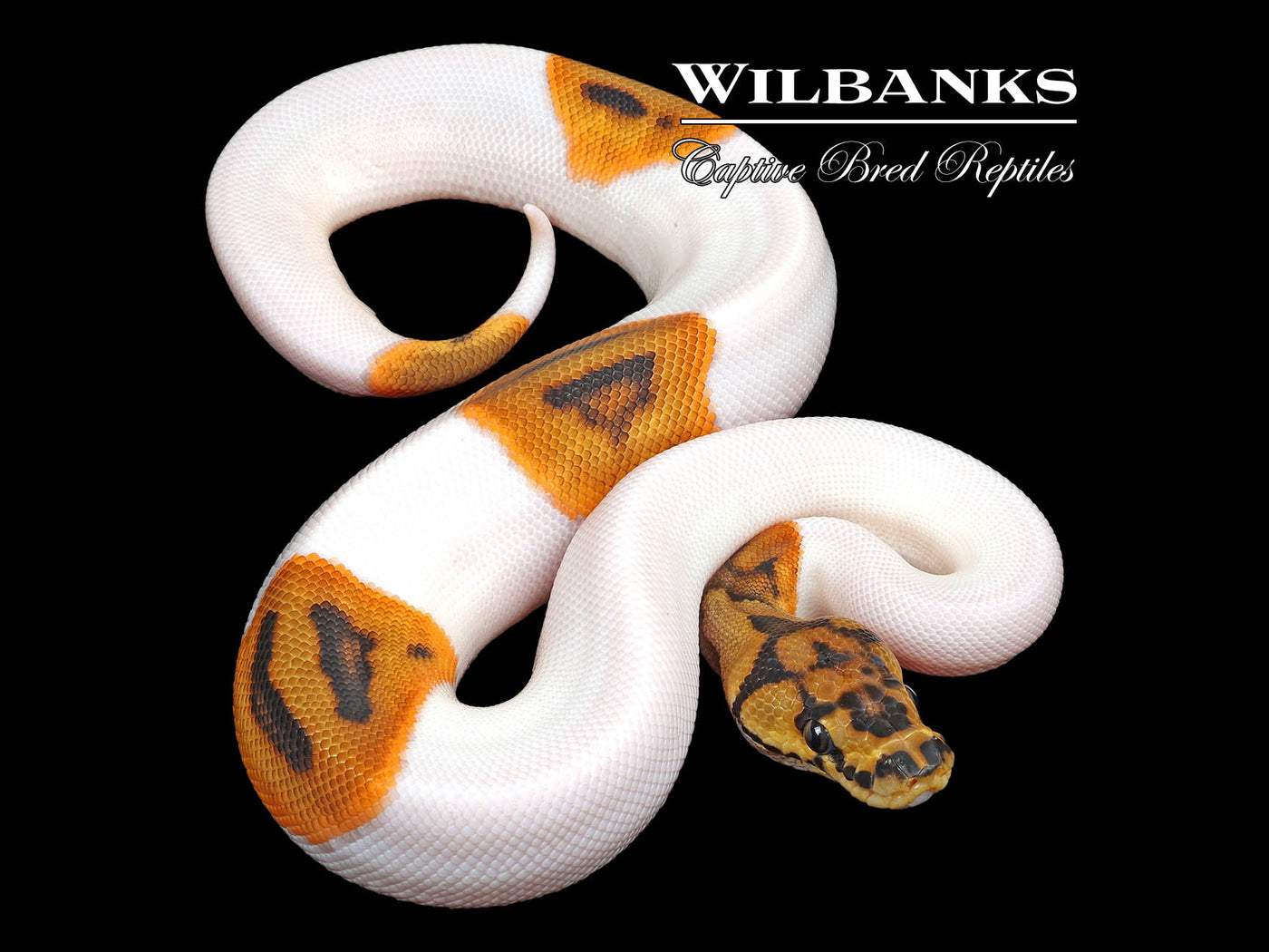 Clown Pied Ball Python ♂ '23