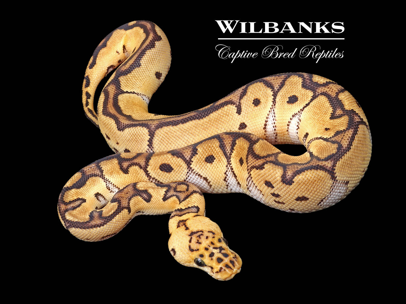 Pastel Orange Dream Clown 50% PH Pied Ball Python ♀ '23