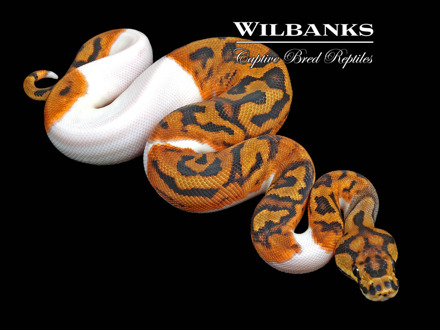 Clown Pied Ball Python ♀ '23