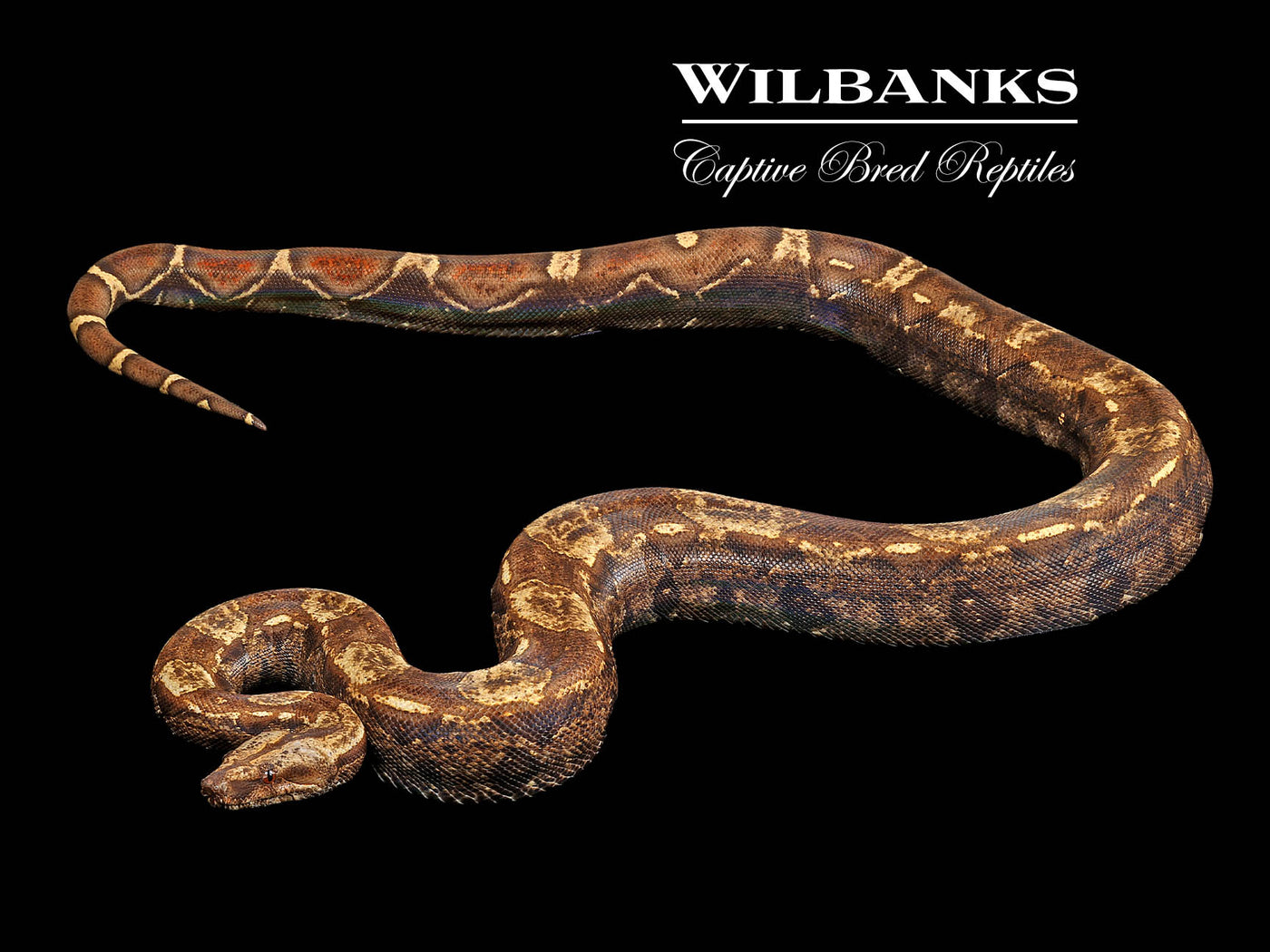 IMG VPI T+ Boa Constrictor ♀ '21