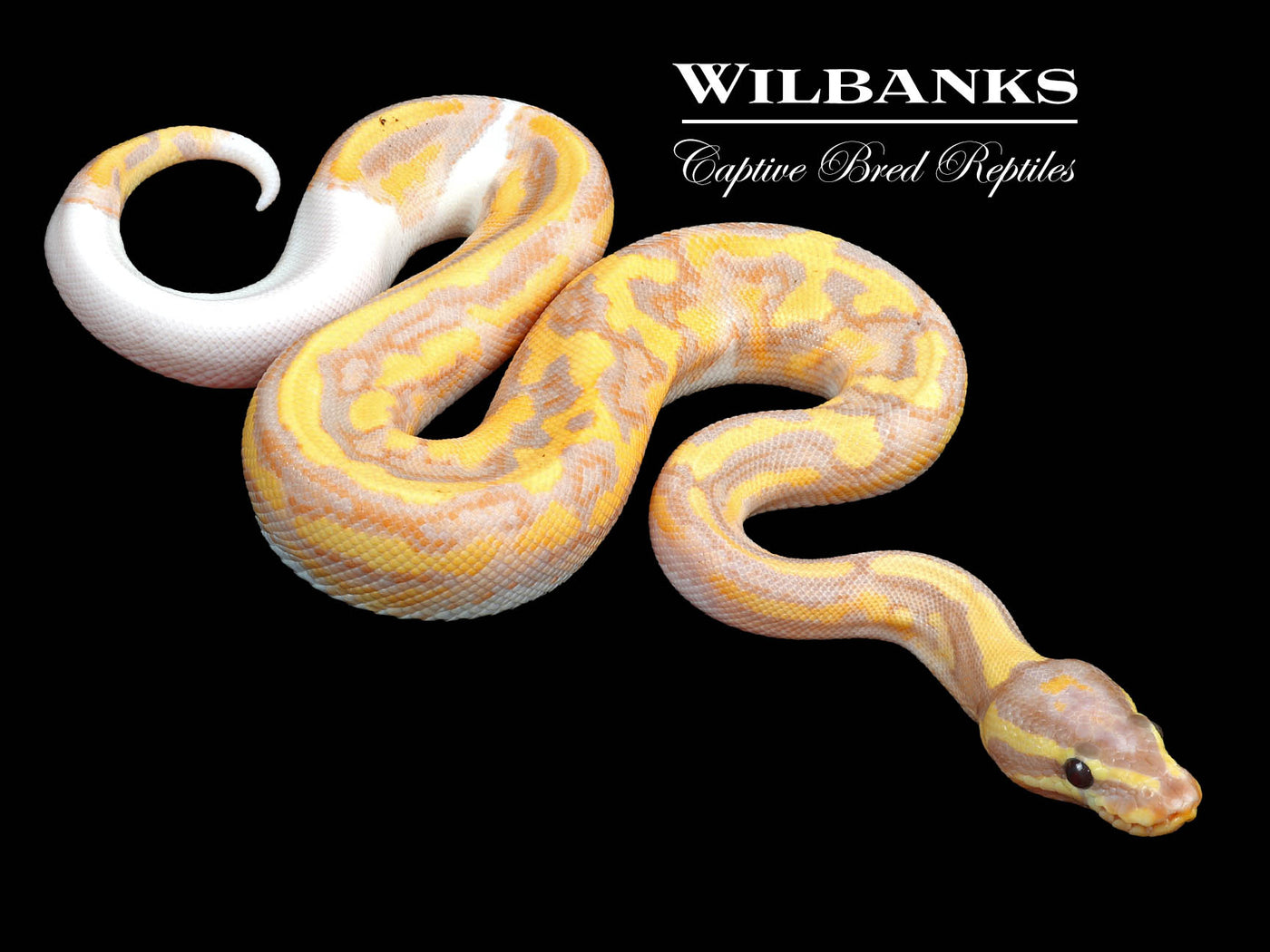 Banana Pied Ball Python ♂ '23 Wilbanks Captive Bred Reptiles