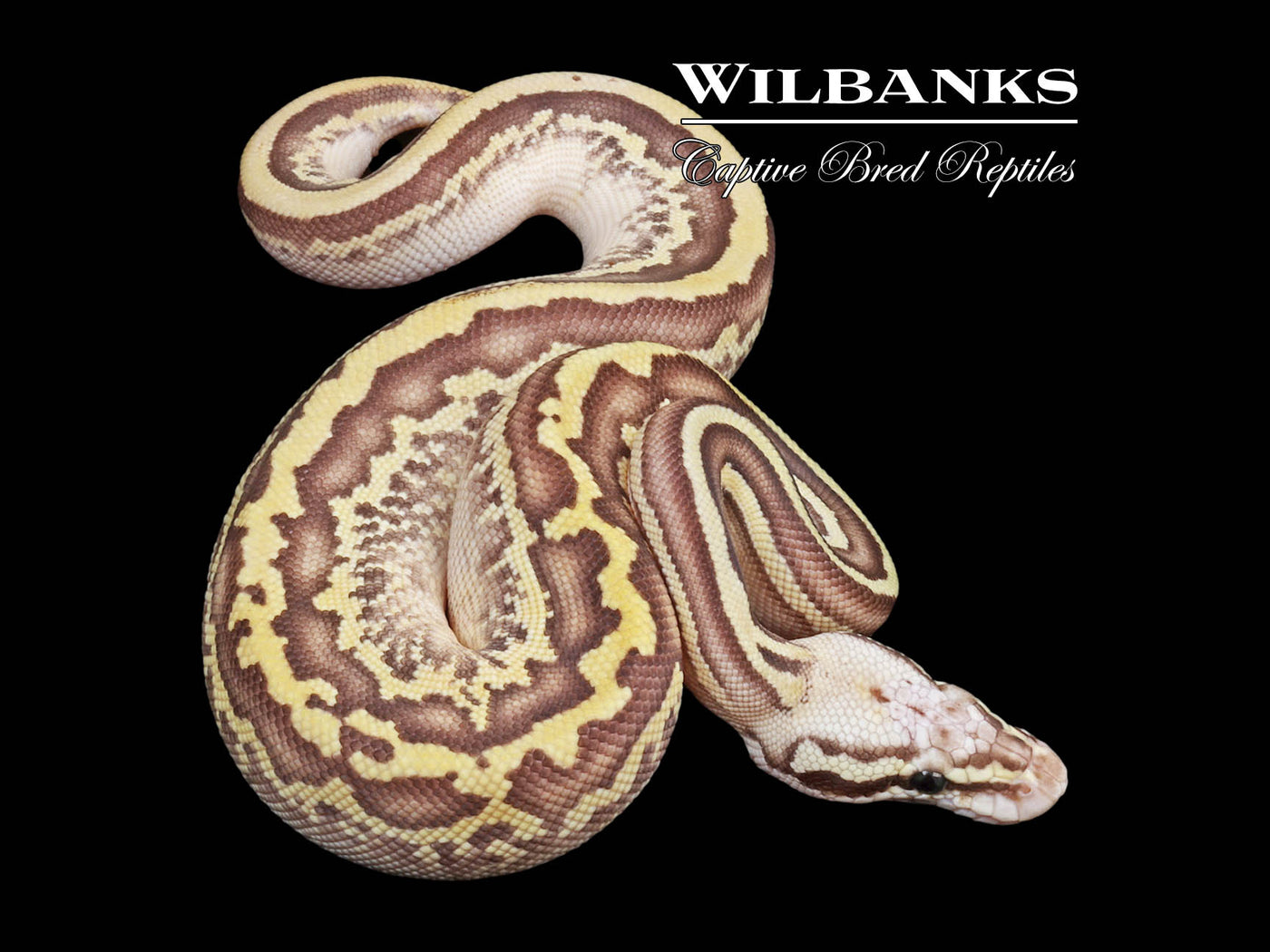 Pastel Butter Leopard Yellow Belly or Gravel Ball Python ♀ '23