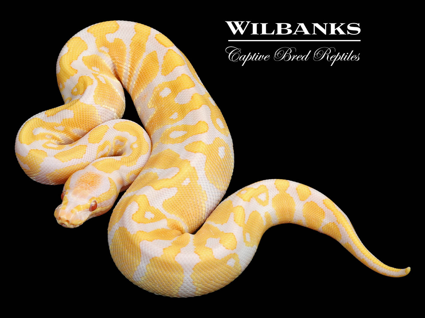 Candy Ball Python ♂ '23 Wilbanks Captive Bred Reptiles