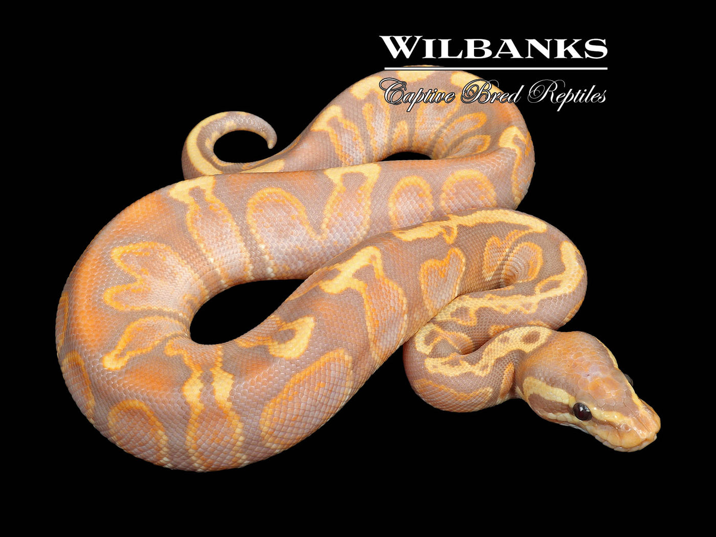Banana GHI Ball Python ♂ '23 Wilbanks Captive Bred Reptiles