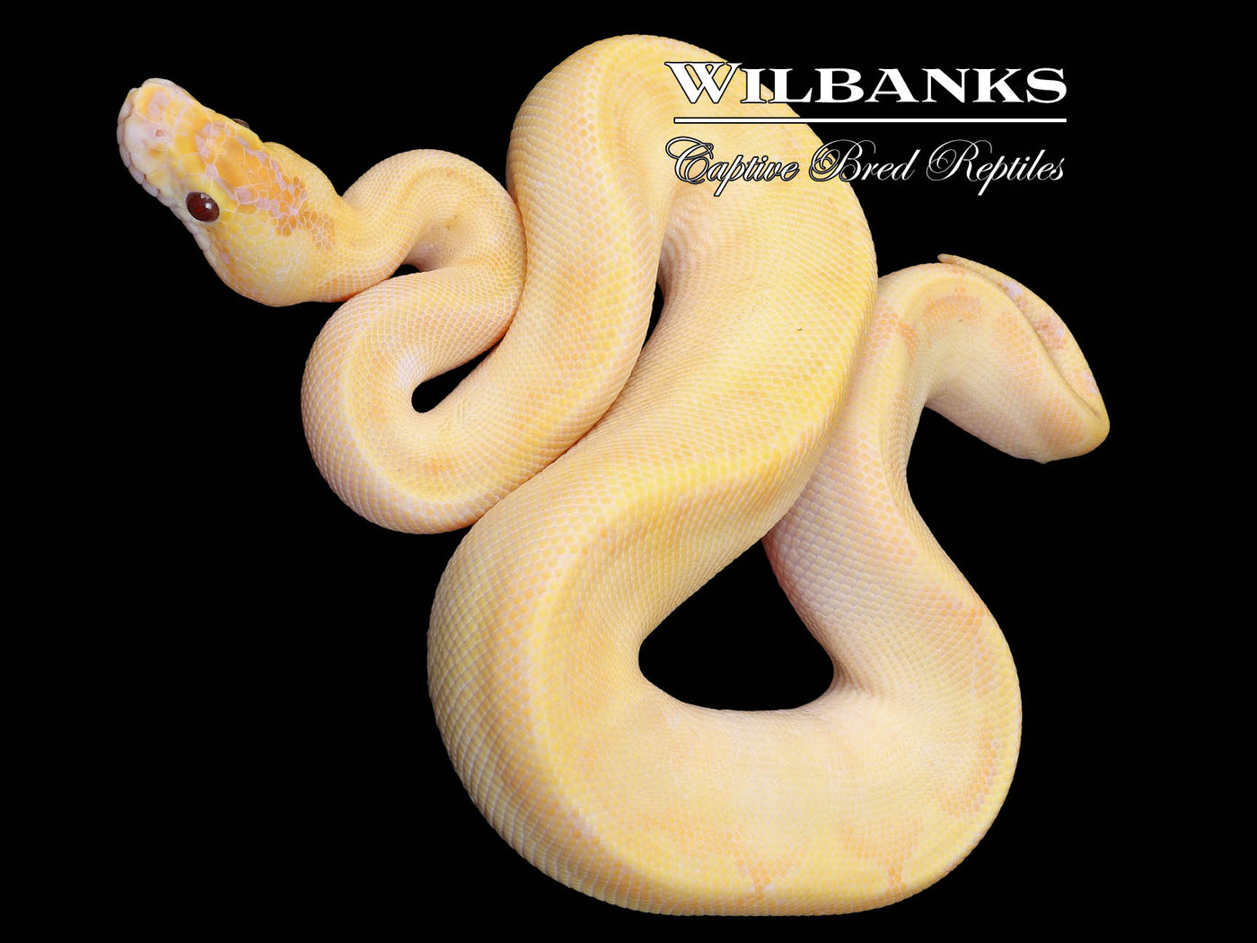 Banana Pastel Ivory Enchi (Female Maker) Ball Python ♂ '23