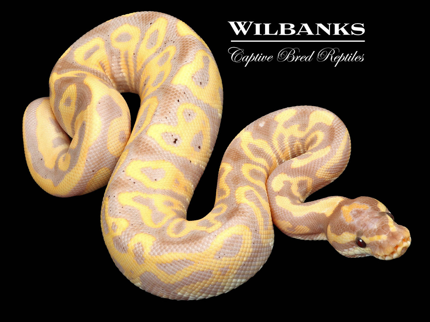 Banana Leopard Ball Python ♂ '23