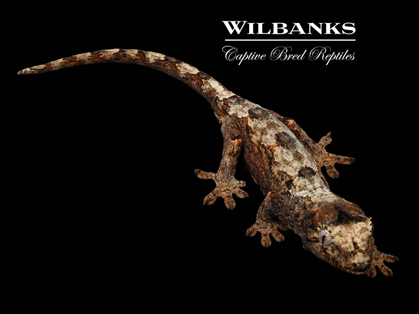 Pine Island Chahoua Gecko '23