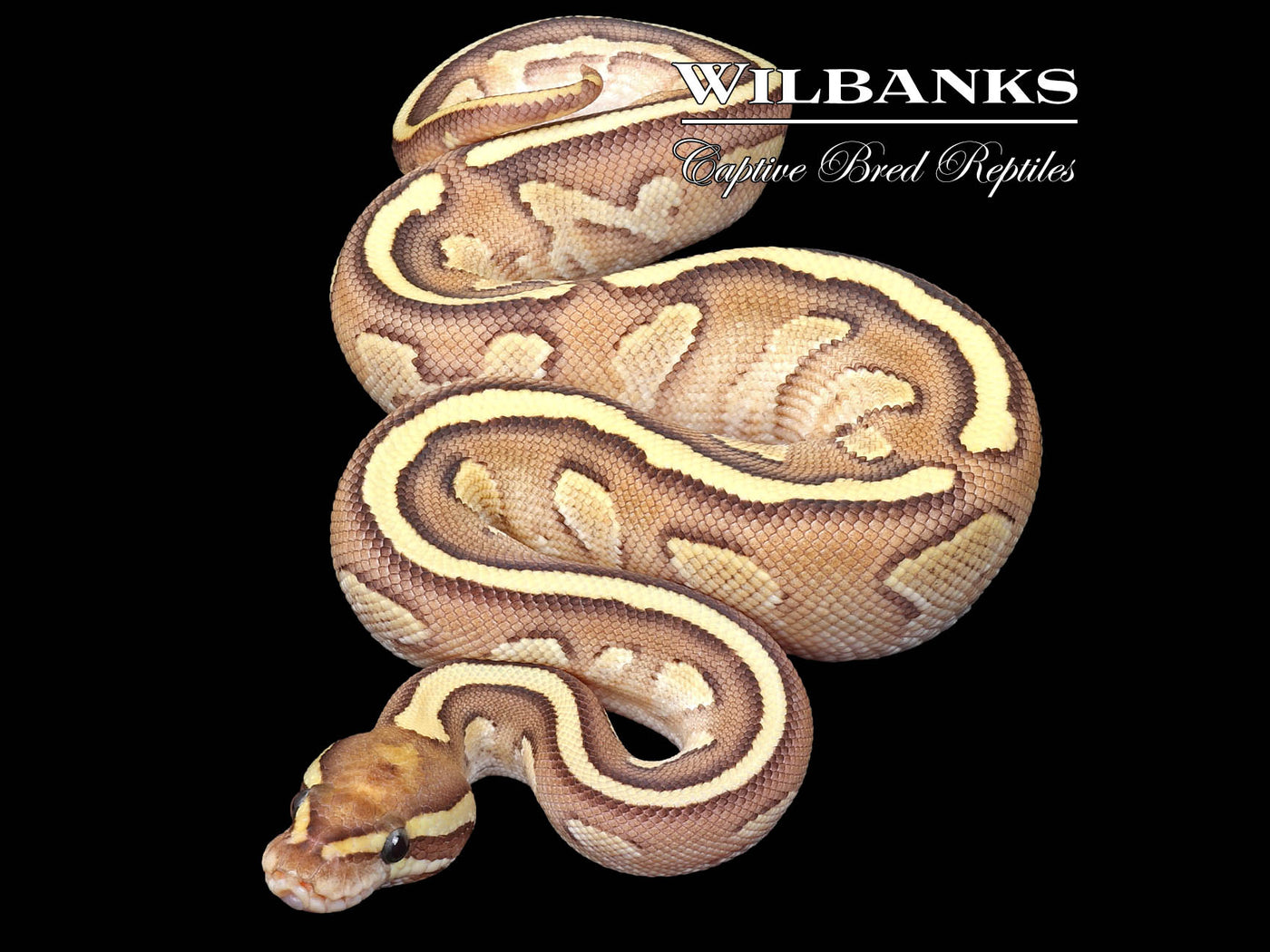 Nuclear Yellow Belly Ball Python ♂ '23