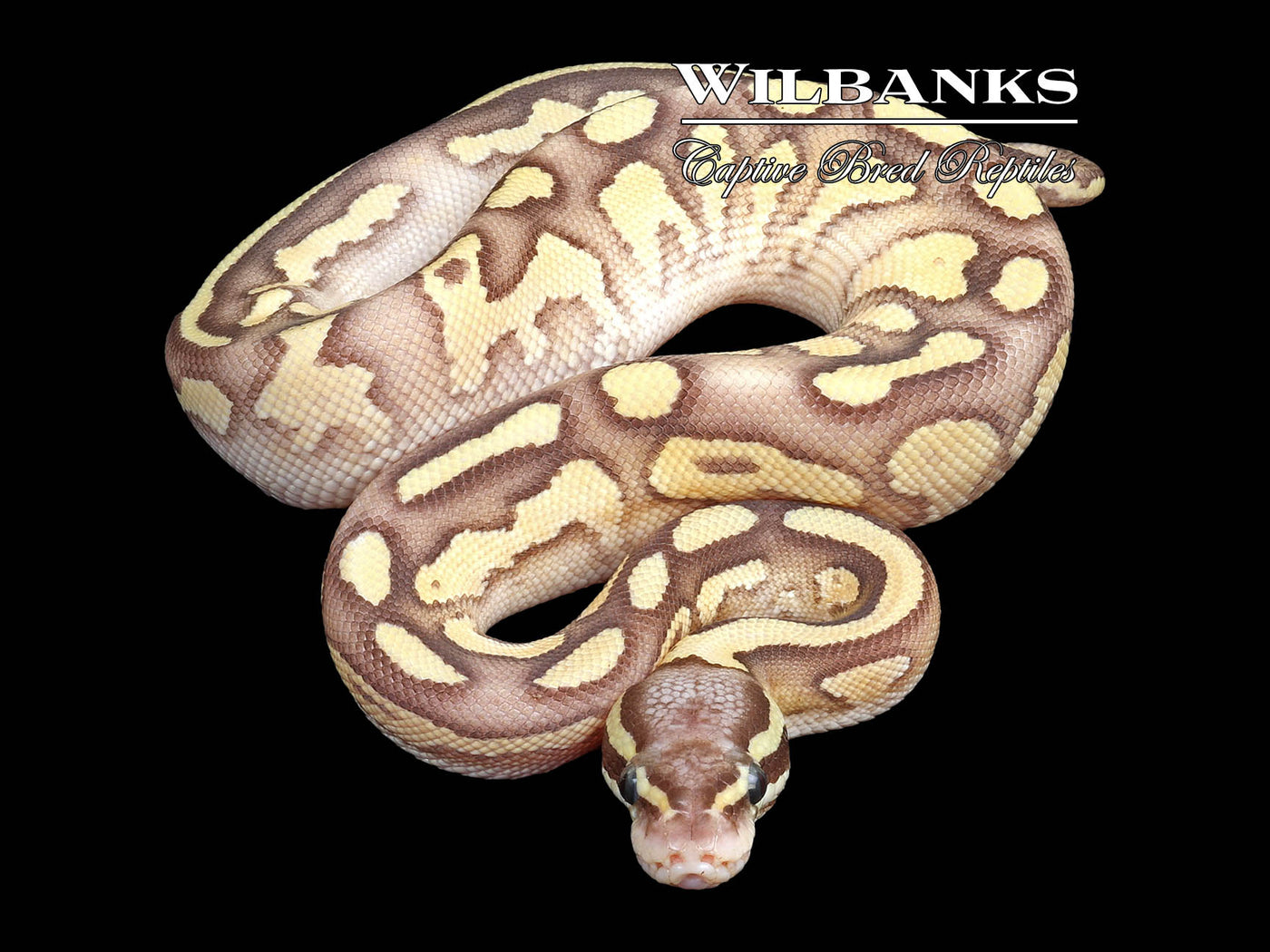 ButterFly Yellow Belly Ball Python ♂ '23