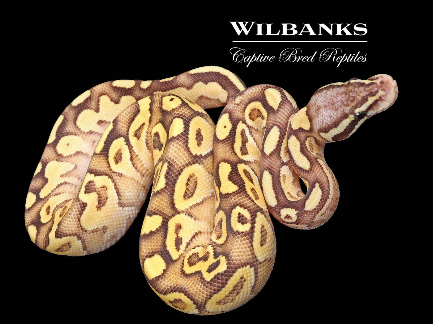 Pastel Butter Yellow Belly or Gravel Ball Python ♀ '23