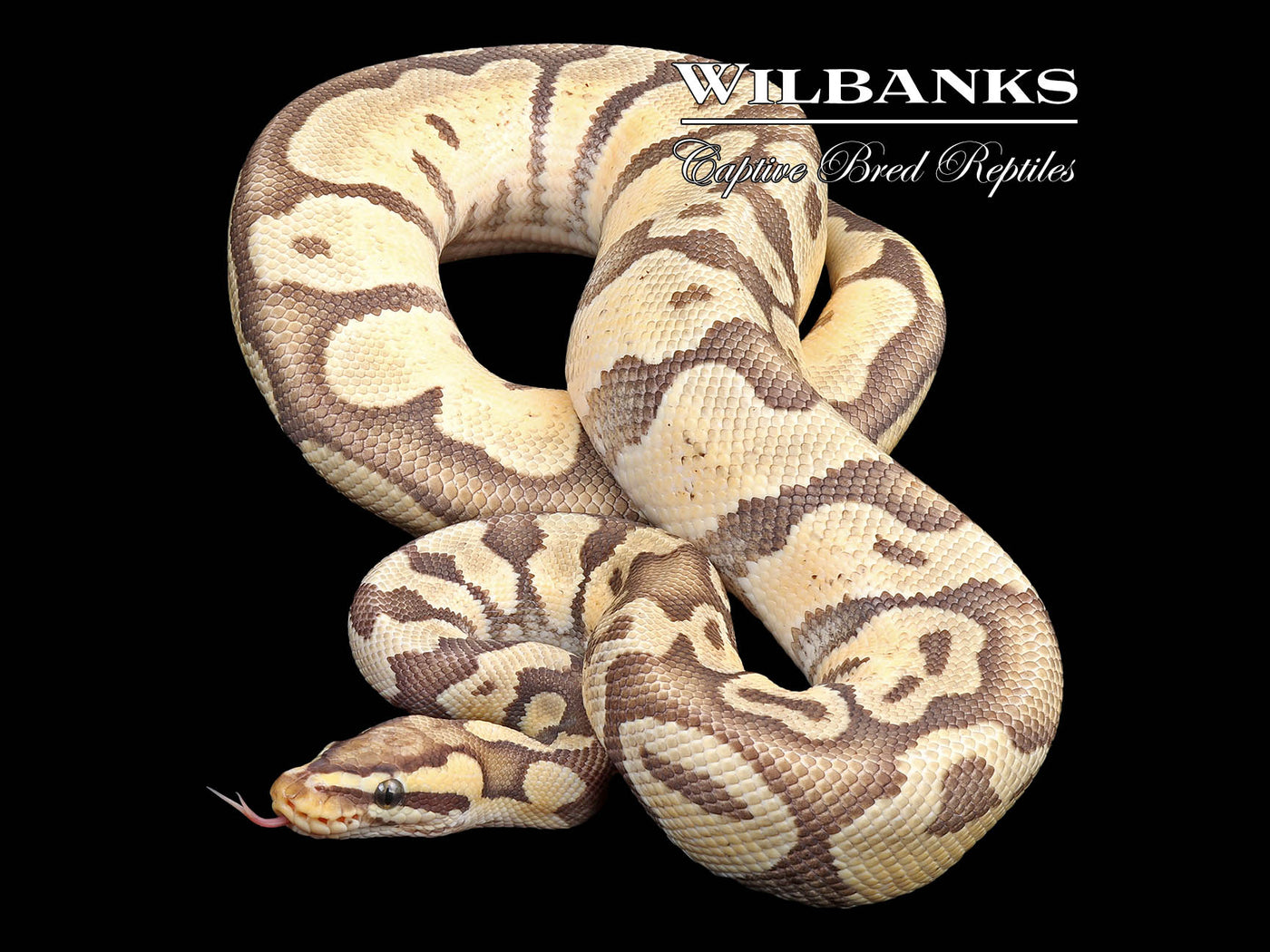 Pastel Enchi Ghost (Proven Breeder) Ball Python ♂ '22 Wilbanks