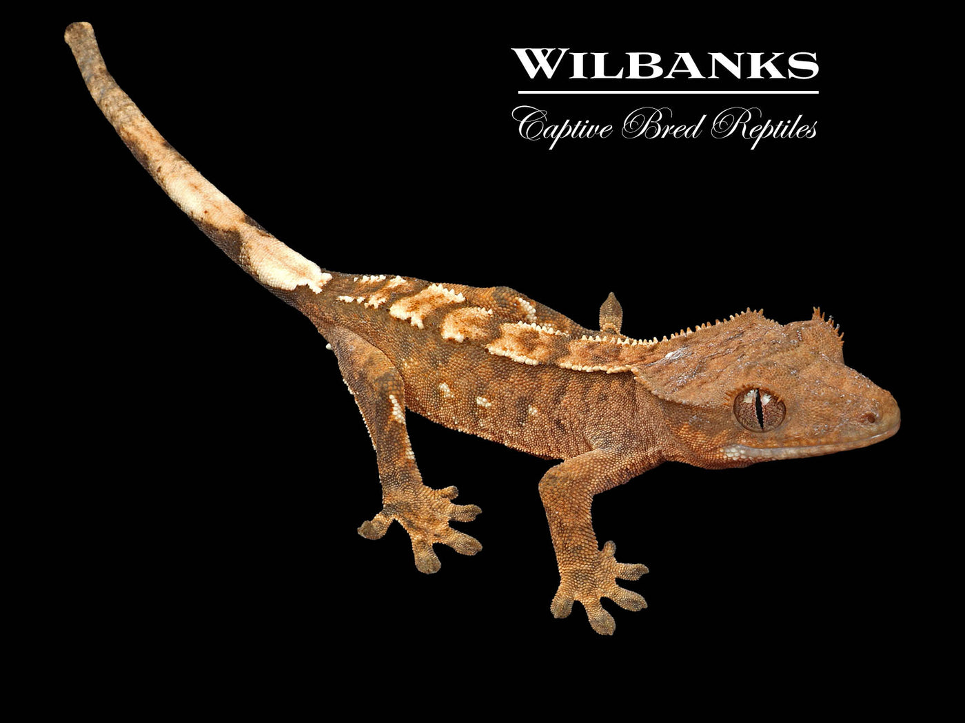 Crested Gecko '24